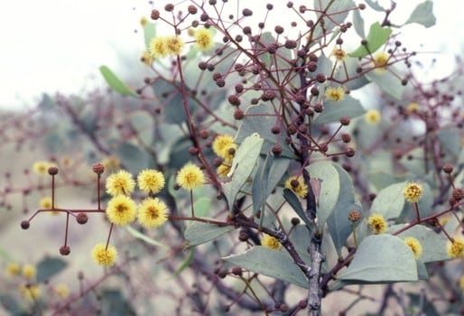 Archivo:Acacia marramamba 2.jpg