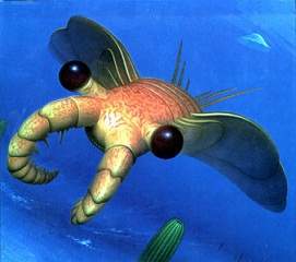 Anomalocaris.jpg