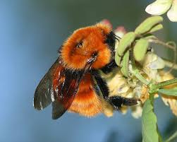 Bombus dahlbomii.jpeg