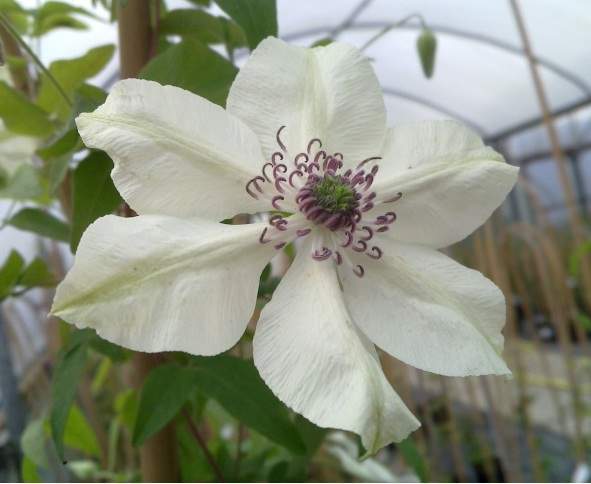 Archivo:Clematis pistacho.jpg