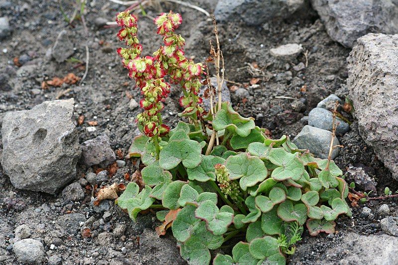 Archivo:Oxyria digyna 1.jpg