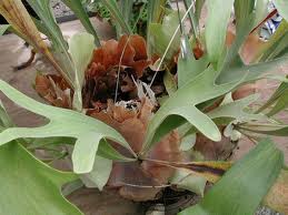 Platycerium bifurcatum.jpeg