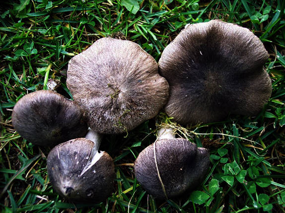 Archivo:Tricholoma myomyces.jpg