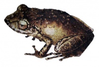 200px-Flauta cubana.JPG