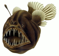 240px-Humpback anglerfish.png