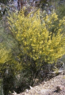 Archivo:Acacia leioderma.jpg