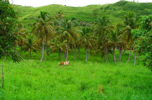 Archivo:Flora San Martin Francia.jpg