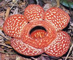 Rafflesia1.jpg