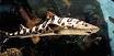 Tiburon leopardo.jpeg