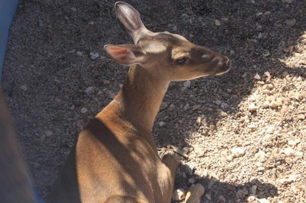 Archivo:Venado-la montaña.jpg