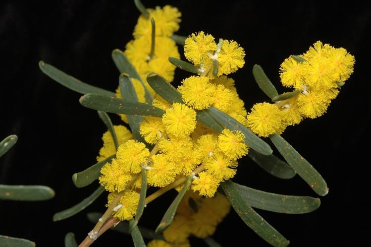 Archivo:Acacia farinosa 3.jpg