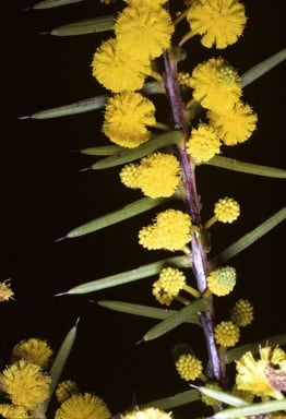 Archivo:Acacia latipes 2.jpg
