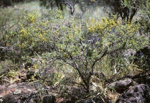Archivo:Acacia nodiflora.jpg