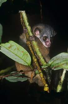 Dientes pequeños.jpg