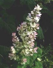 Imagen Salvia romana.JPG