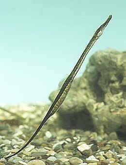 Pez aguja de río.jpg