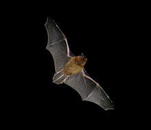 Pipistrellus flight2.jpg