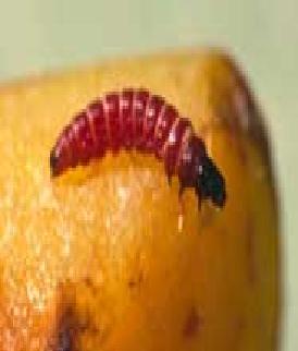 Polilla oriental del duraznero.JPG