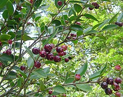 250px-Amomyrtus luma-Luma.JPG