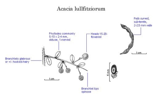 Archivo:Acacia lullfitziorum 1.jpg