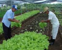 Archivo:Agricultura urbana lechuga.jpg