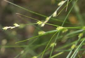 Carex remota2.jpg