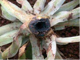 Ceratocystis paradoxa.jpg