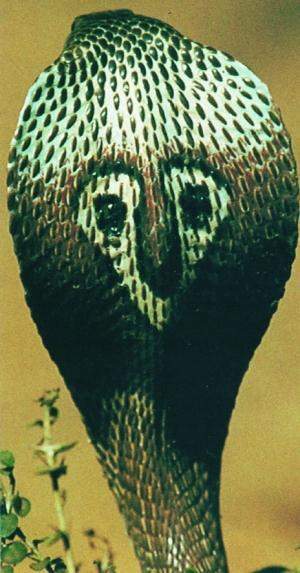 Cobra de anteojos.jpg