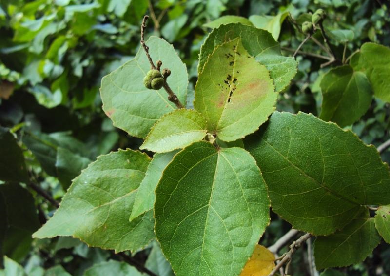 Archivo:Croton corylifolius 3.jpg