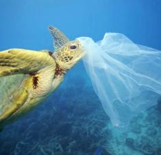 Dia internacional libre de bolsas de plastico.jpg