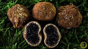 Elaphomyces granulatus.jpg