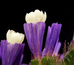 Archivo:Flor de Limonium sinuatum2.jpeg