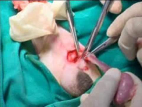 Archivo:Orquiectomía 2.jpg