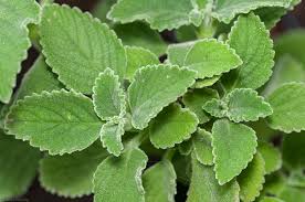 Plectranthus barbatus Andrewss.jpg