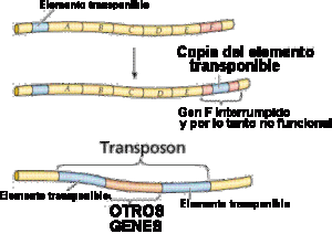 Transpos2.gif