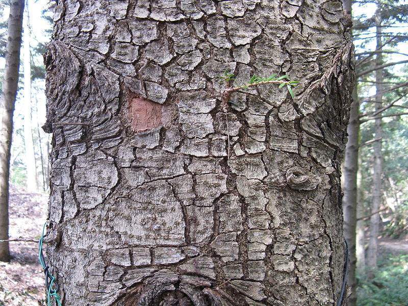 Archivo:Abies firma tronco.jpg