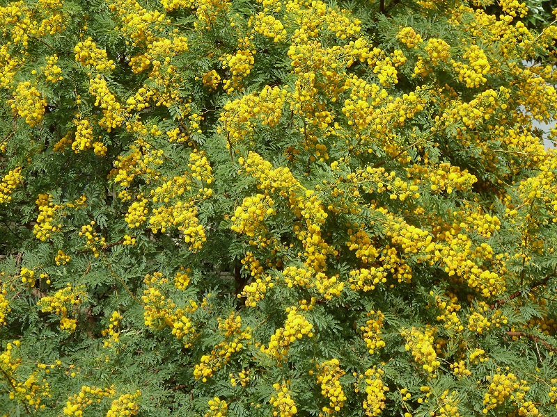 Archivo:Acacia karroo 3.jpg