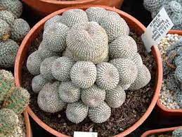 Aylostera cactus.jpg