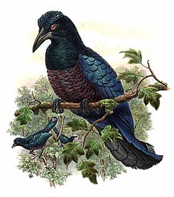 Manucodia 1 jpg.jpeg