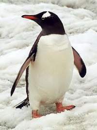 Pinguino papua.jpg