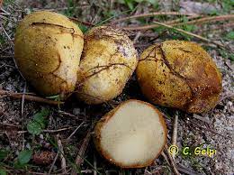 Rhizopogon vulgaris.jpg