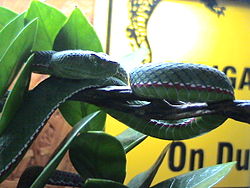 Trimeresurus popeiorum.jpg