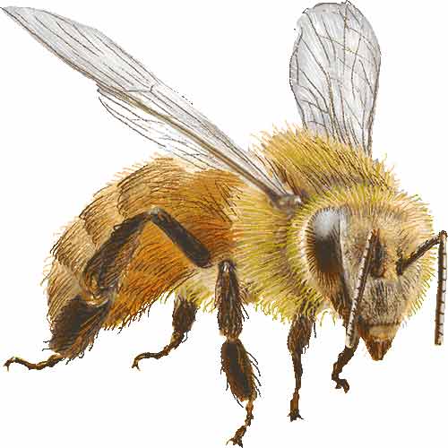 Archivo:Abeja1.jpg.jpg