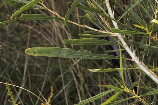 Archivo:Acacia kenneallyi 3.jpg
