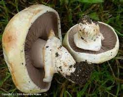 Agaricus maleolens.jpg