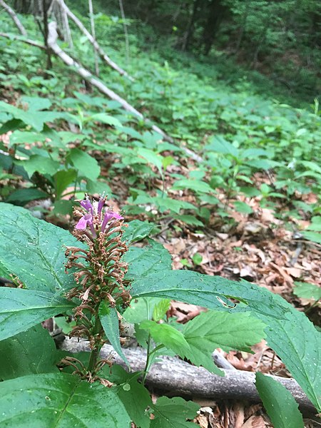 Archivo:Ajuga spectabilis.jpg