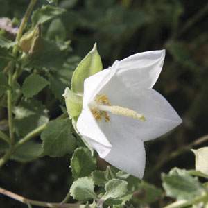 Campanula seraglio.jpg