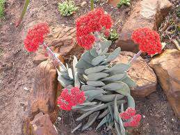 Crassula perfoliata.jpg