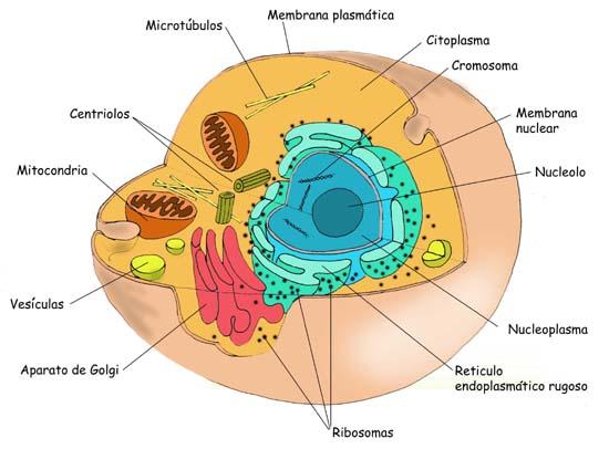 astronomía Interpretación de ultramar Célula eucariota - EcuRed
