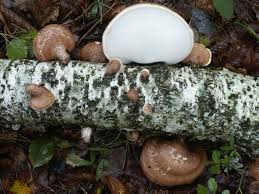 Fomitopsis betulina.jpg